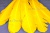 Декоративный Пучок из перьев, перо 23см/желтый - купить в Ижевске. Цена: 12.19 руб.