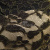 Кружевное полотно XD LACE 1-4, 80 гр/м2, шир.150см, цвет чёрный - купить в Ижевске. Цена 245.94 руб.